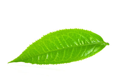 Close-up of leaf against white background