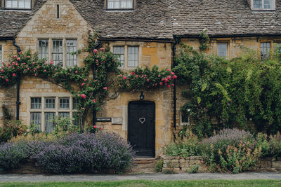 Plants growing on old building