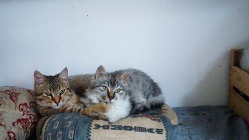 Portrait of cats resting