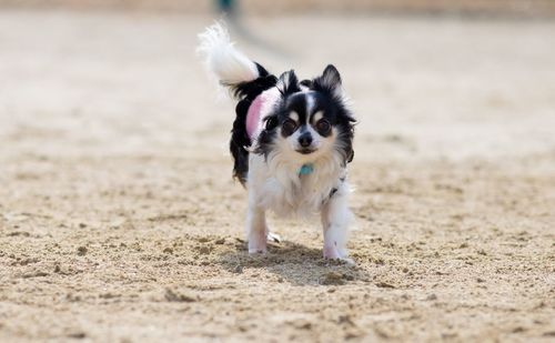 Portrait of dog running on beach