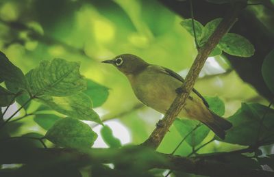 Close-up of bird perching on tree