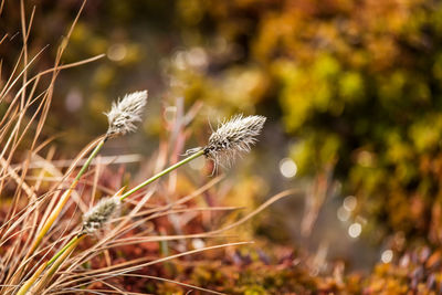 A beautiful cotton grass in a swamp in early spring