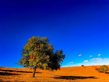Tree on field against clear blue sky during sunny day