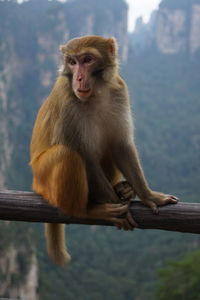 Monkey on the rail high in the montain