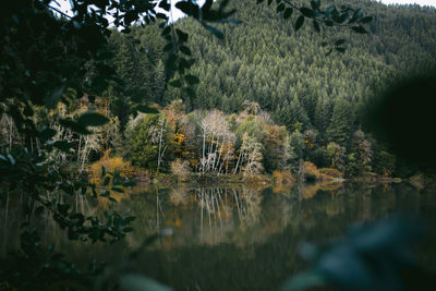 Scenic view of lake in forest
