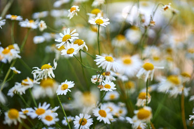 Close-up of white daisy flowers