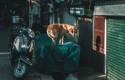 Dog standing on street