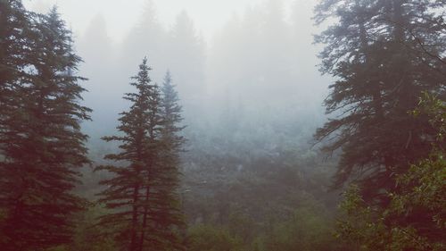 Pine trees in forest against sky