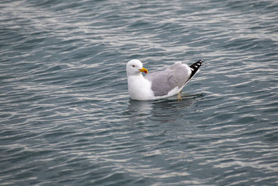 Seagull swimming in sea