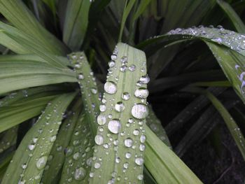 Full frame shot of plants during rainy season