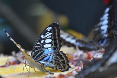 Close-up of butterfly on leaf