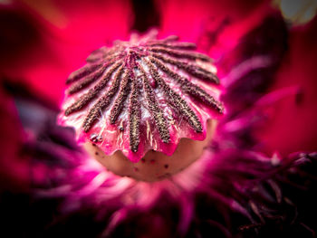 Close-up of pink flower