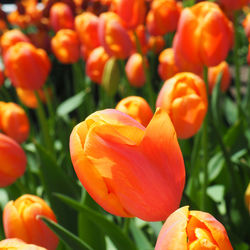 Close-up of orange tulips