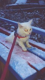Cat on bench in the snow