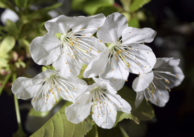 Close-up of white flowers