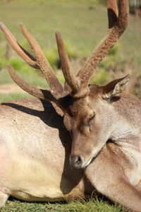 Deer relaxing on field