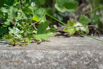 Close-up of plants on road