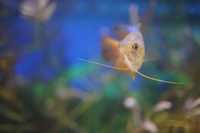 Close-up of fish swimming in aquarium