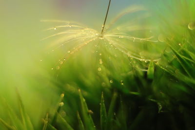 Close-up of raindrops on leaf