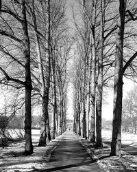 Footpath amidst bare trees