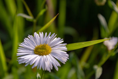 Close up of white daisy flower, also called annual fleabane. botanical nameerigeron annuus