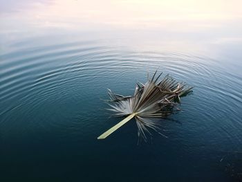 High angle view of plant floating on lake during sunset