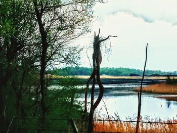 Trees by lake against sky