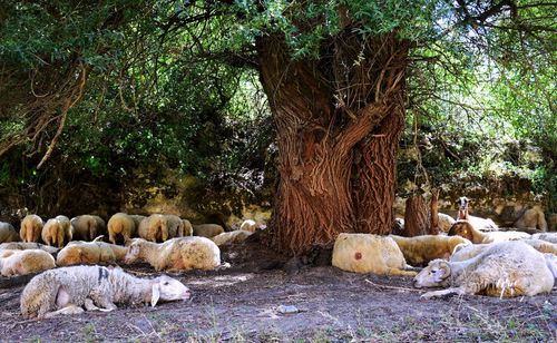 Sheep grazing on tree