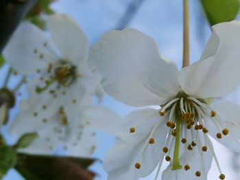Close-up of white flowers blooming on tree