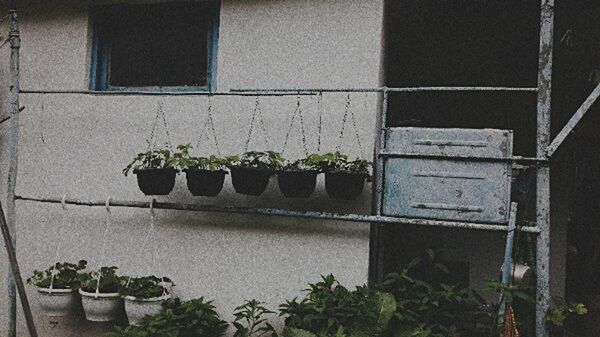 potted plant, plant, growth, architecture, flower, no people, window, built structure, outdoors, day, building exterior, window box, nature, freshness