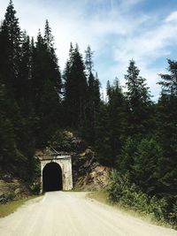 Road amidst trees in tunnel