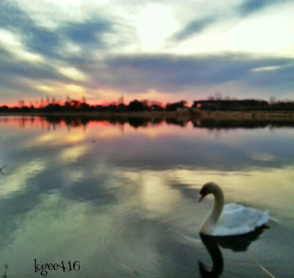 water, lake, bird, animal themes, reflection, animals in the wild, sky, sunset, wildlife, tranquil scene, tranquility, beauty in nature, cloud - sky, scenics, swan, nature, waterfront, swimming, idyllic, one animal
