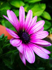 Close-up of pink flower blooming outdoors