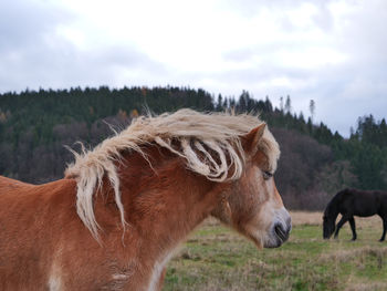 Horses in a field