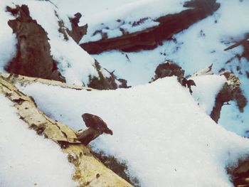 Close-up of lizard on snow