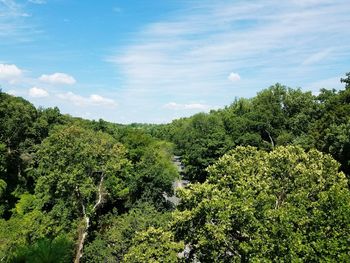 View of trees in forest