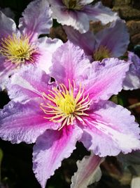 Close-up of flowers blooming outdoors