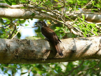 Close-up of bird perching on tree