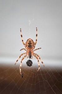 European garden cross spider, araneus diadematus, seen from below, with prey wrapped in its web