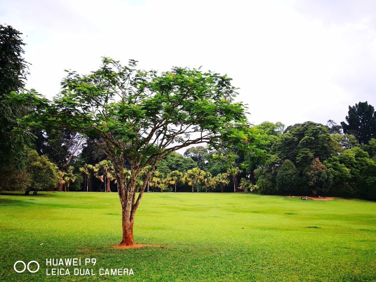 tree, grass, green color, growth, field, no people, nature, outdoors, day, landscape, beauty in nature, sky, green - golf course