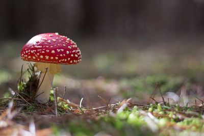 Close-up of mushrooms growing on field