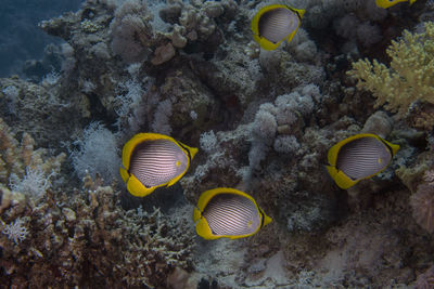 Blackbacked butterflyfish - chaetodon melannotus - in the red sea, egypt