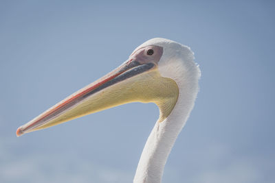 Close-up of pelican against clear sky