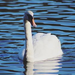 Swan swimming in lake