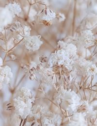 Close-up of white cherry blossom