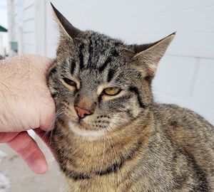 Close-up of hand holding cat