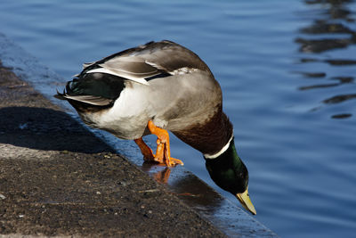 High angle view of bird perching on a lake