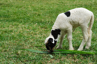 Dogs on grassy field