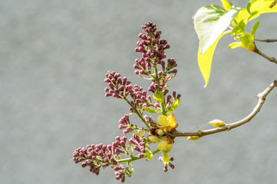 Close-up of yellow flowering plant