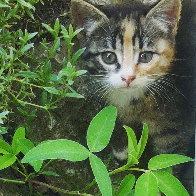 domestic cat, cat, one animal, animal themes, pets, domestic animals, feline, looking at camera, portrait, mammal, whisker, leaf, plant, staring, close-up, green color, alertness, growth, sitting, nature